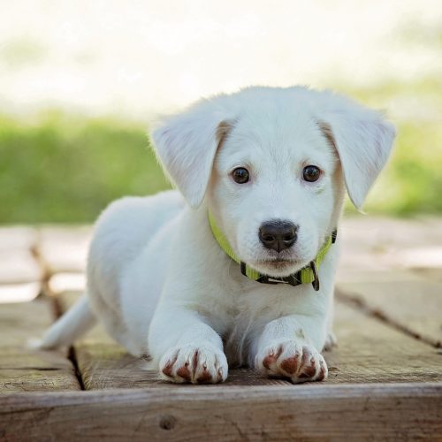 puppy, dog, pet, collar, dog collar, white puppy, white dog, domestic, domestic dog, lying down, nature, portrait, dog portrait, animal, cute, white, adorable, canine, doggy, looking