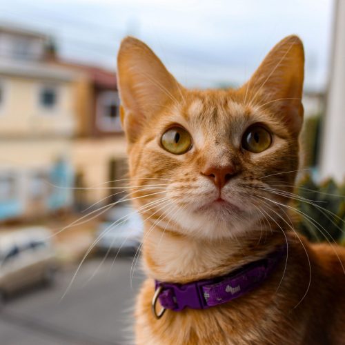 Close-up of a ginger cat with a purple collar, gazing outside a window in Buenos Aires.